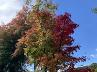 Meanwhile in the Adelaide Hills Olivia and Andy see the autumn colours