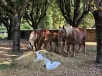 4th - a drive back to Saint A. for the yearly farmer's fête des battages. Some working horses arrive first. They will work some of the ancient machines. The gig focusses on l'ancienne skills and ways