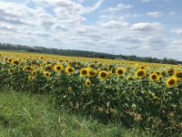 Then it's off to a campsite through the sunflowers at nearby Moncrabeau