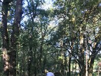 And through the forest and the much loved path near Grotte du Bosc