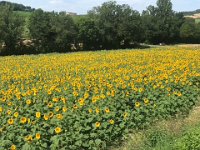 Out in the countryside. The tournesols are thriving