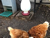 Daily housecall on the chickens