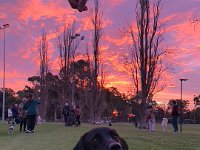 Olivia and Andy took Andy's dog Ruby for a sunset walk in Adelaide.