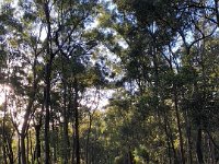 The autumn light in the forest on Paulie's Mt Cootha walk