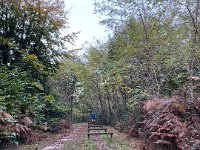 Nov 11th - starting the morning walking- and leaping - in the local forest near Nick and Sonia's pad.