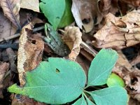 1st- this is one Frog that is finding somewhere warm as winter approaches