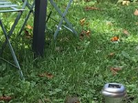 Back in France, Paulie chats to Monsieur Le Rouge-gorge (Erithacus rubecula) who sings a lovely song at her feet.