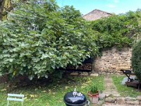 The wisteria is spoiling the view of the stones