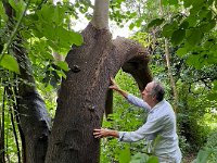 For a bit of tree hugging