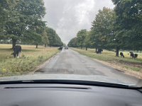 9th - Paulie and Socks were off for a walk on the 98 hectare (220 acre) Hungerford Common whilst Stephen shopped at the Hungerford Tesco.