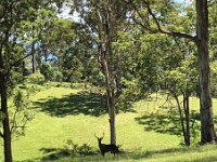 Heading home, a nearby property is home to deer.