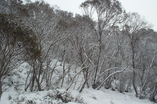 En Route Perisher