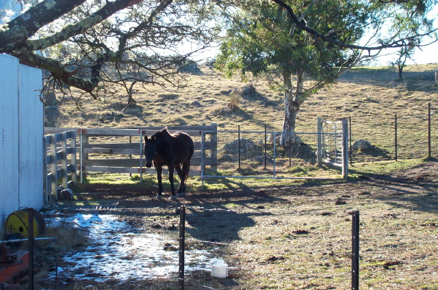 Berrick's farm horsie