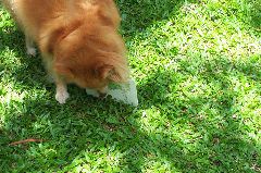 Familia Romeros give Rusty an edible card