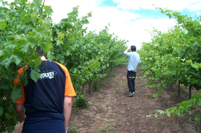 Between the Cab Sav and Shiraz