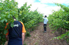 Between the Cab Sav and Shiraz