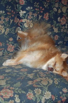 All too relaxing for Rusty