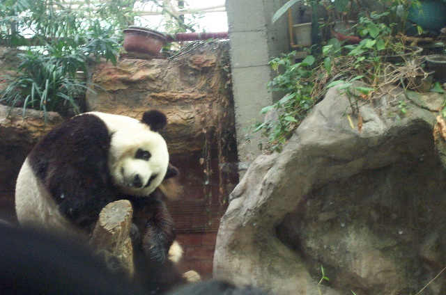 Panda @ the Beijing zoo