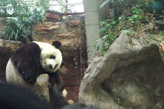 Panda @ the Beijing zoo