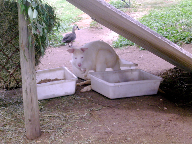 Albino wallaby