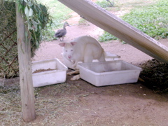 Albino wallaby